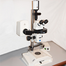 microscope stemi