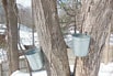 Buckets collecting the sap