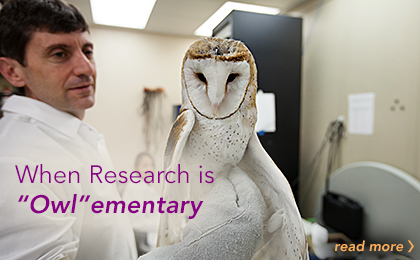 Barn Owls in the Bronx: Offering Clues to Brain Function