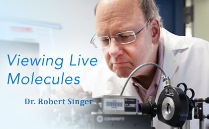 Dr. Robert Singer: Pioneering Biomedical Imaging for Viewing Molecules in Motion