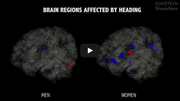 Brain Regions Affected By Heading