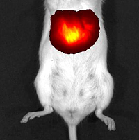 Liver cells in this mouse contain the fluorescent protein iRFP. The mouse was exposed to near-infrared light, which has caused iRFP to emit light waves that are also near-infrared. The composite image shows these fluorescent near-infrared waves passing readily through the animal’s tissues to reveal its brightly glowing liver.