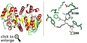 At left is a structure of CmoA, determined in the Almo laboratory. Remarkably, this structure revealed the presence of a novel and unanticipated metabolite, carboxy-SAM, which is responsible for controlling the efficiency of protein synthesis in a wide range of bacterial species. On the right is a close-up of carboxy-SAM (gray, yellow and red) bound in the catalytic site of CmoA. This image presents the detailed atomic interactions involved in the recognition of carboxy-SAM.