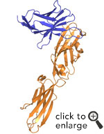 This image depicts the structure of the PD-1:PD-L2 complex, determined in the Almo laboratory. (PD-1 is blue; PD-L2 is orange.) PD-1 is one of the major immune regulatory molecules found on the surface immune effector cells (e.g., T cells). The binding of PD-1 to PD-Ligands (such as PD-L2) directs inhibitory signals that result in widespread immune suppression. This suppression is critical for the prevention of autoimmune diseases. This same PD-1 associated signaling pathway is often co-opted by cancers and infectious agents, which use it to down regulate and evade the host immune response.