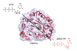 Viperin converts CTP to ddhCTP, which in vivo, acts as an inhibitor of viral replication machinery.