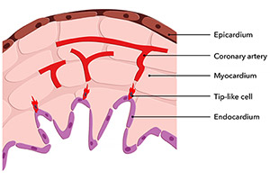 The development of the heart’s coronary arteries involves three basic steps. (1) Certain cells of the endocardium (the heart’s innermost layer) differentiate into tip-like cells. (2) As the specialized tip-like cells multiply, they form the leading edge of newly spawned blood vessels. Attracted to areas of low oxygen, the tip-like cells direct the sprouting vessels to invade the heart’s muscular layer, the myocardium. (3) As the blood-vessel sprouts approach the heart’s outer layer (the epicardium), they come together to form the coronary arteries.