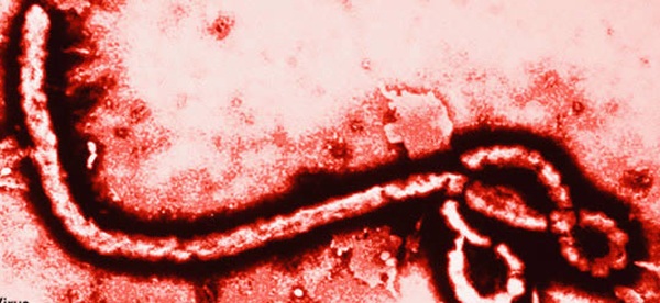 Study Reveals Arms Race Between Ebola Virus and Bats, Waged for Millions of Years