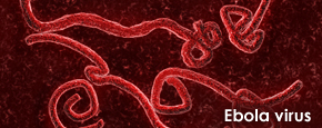 Einstein Receives Nearly $5 Million to Study How Ebola Causes Infection