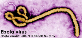 Researchers Find "Key" Used by Ebola Virus to Unlock Cells and Spread Deadly Infection