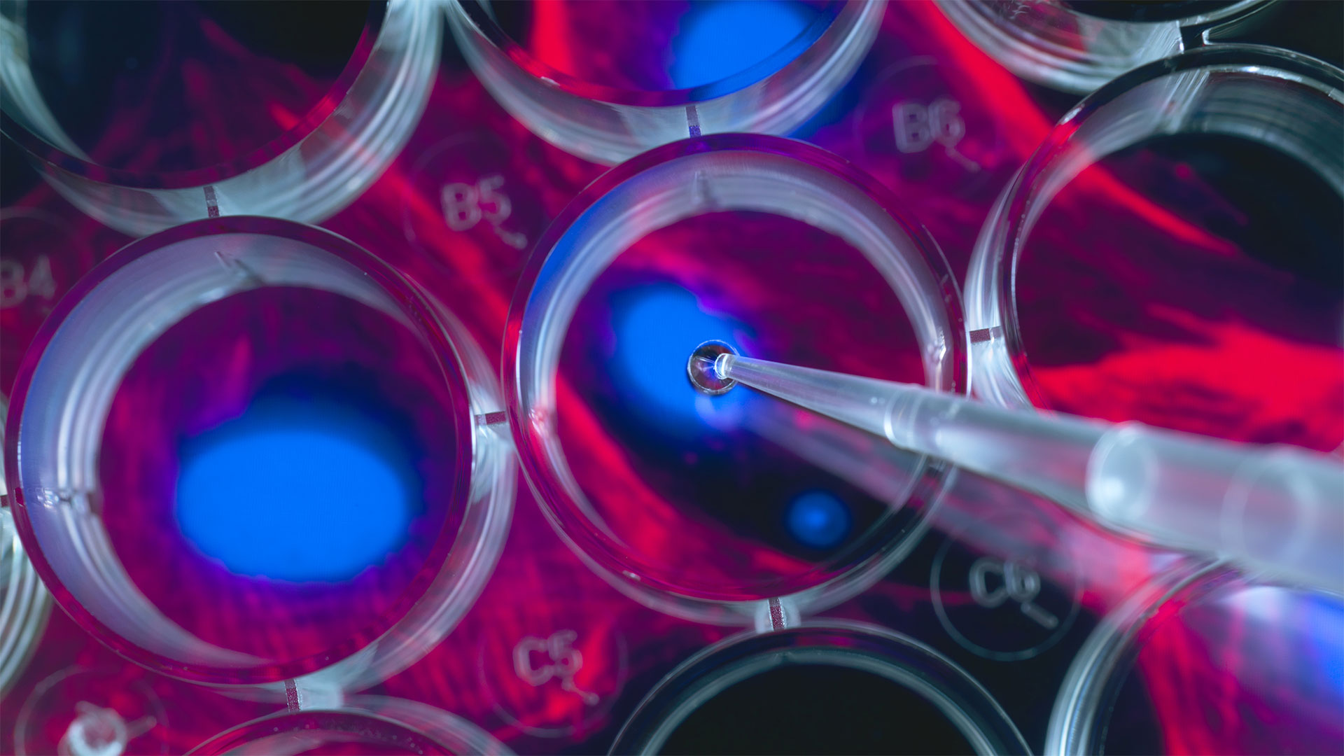 Einstein’s 2020 Stem Cell Symposium Spotlights RNA Biology and Gene Editing