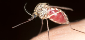 Novel Drug Wipes Out Deadliest Malaria Parasite Through Starvation