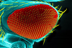 Visualizing How Neurons Develop in the Fruit Fly Eye