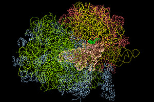 Ribosomal Proteins and Rare Diseases