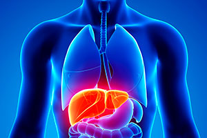 Seeking the Molecular Basis of Liver Disease
