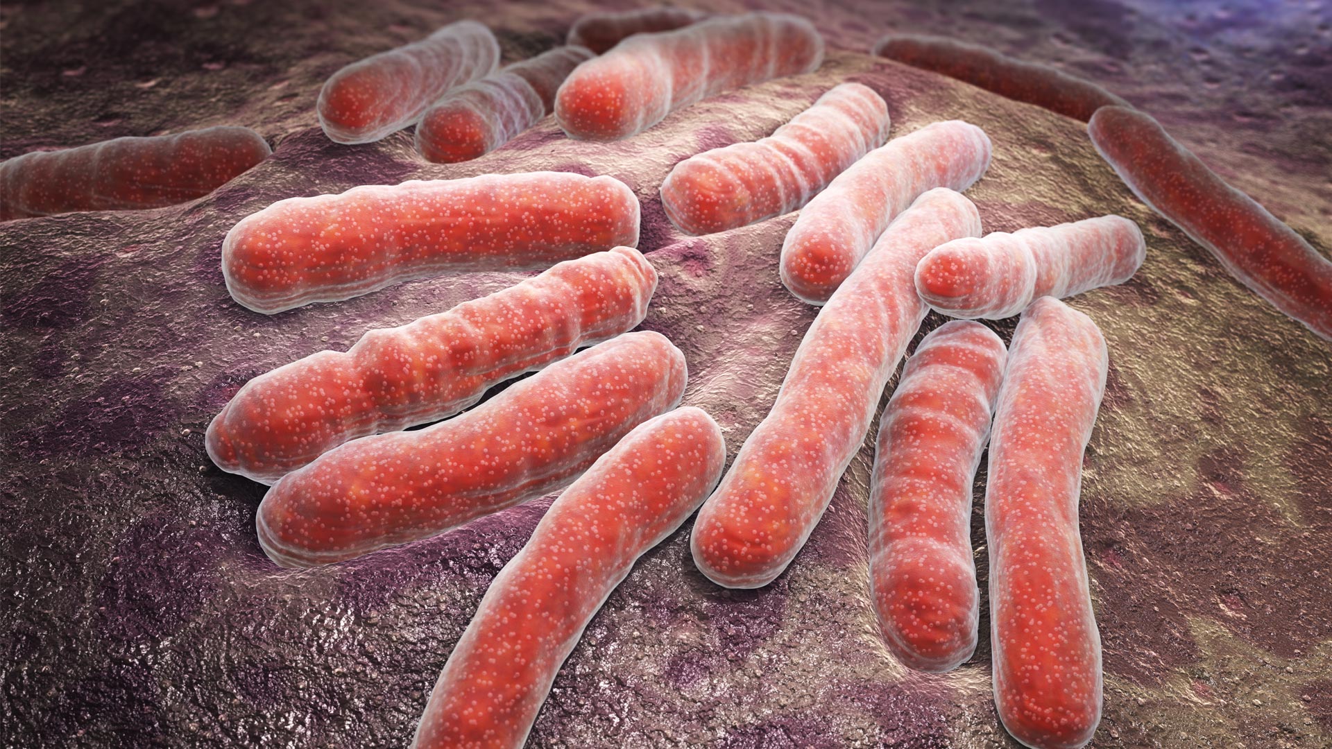 Antibodies That Protect Against Tuberculosis