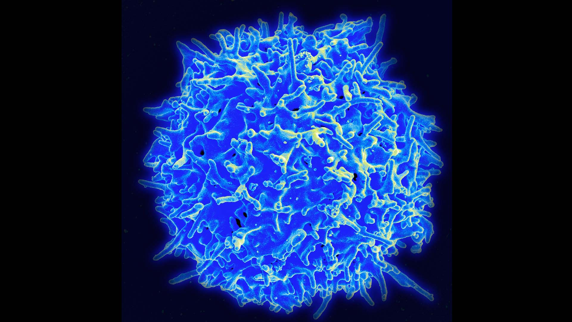 A New Role for Memory T Cells in Immunity