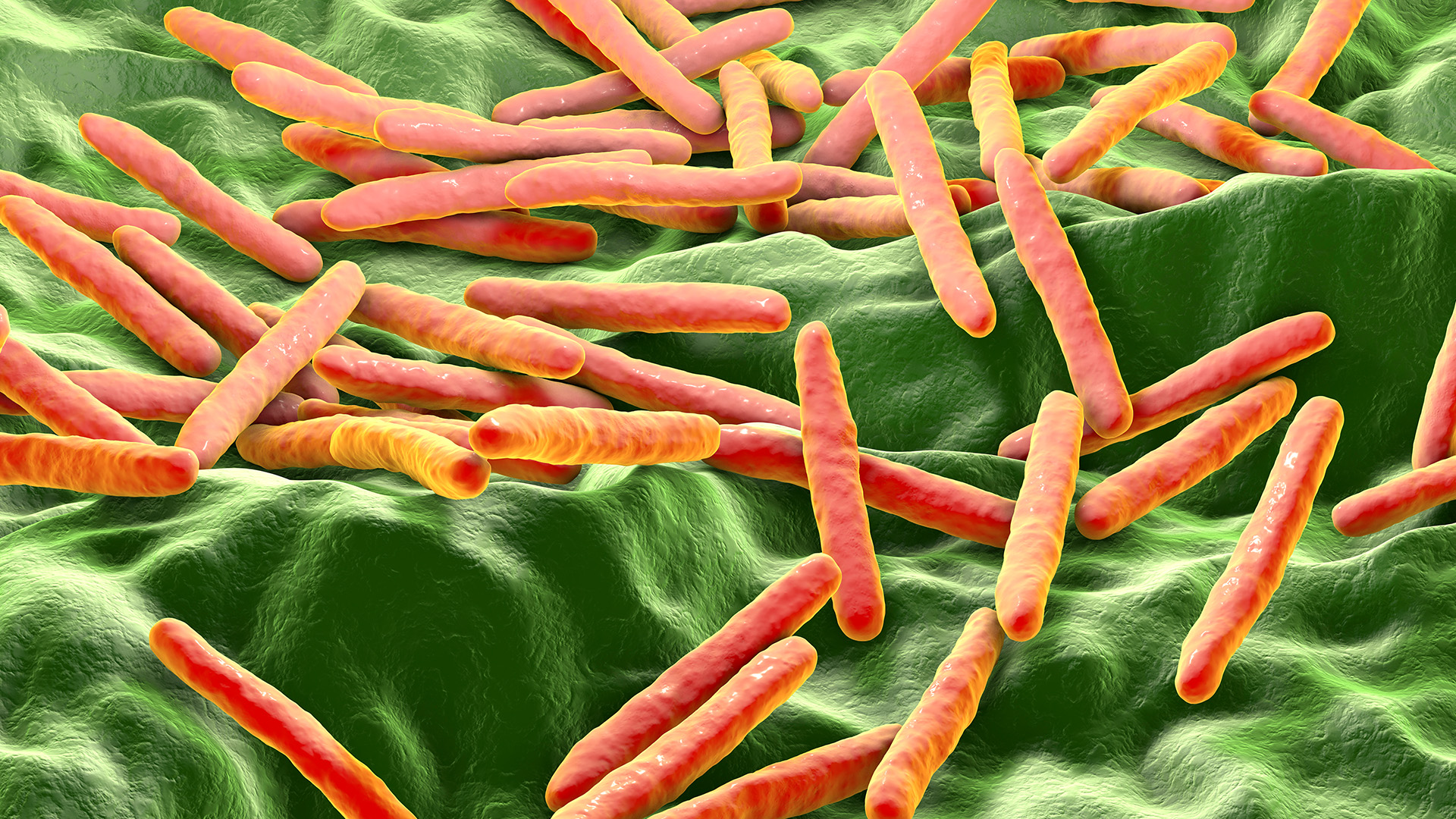 New Insights into Antibodies Against Tuberculosis