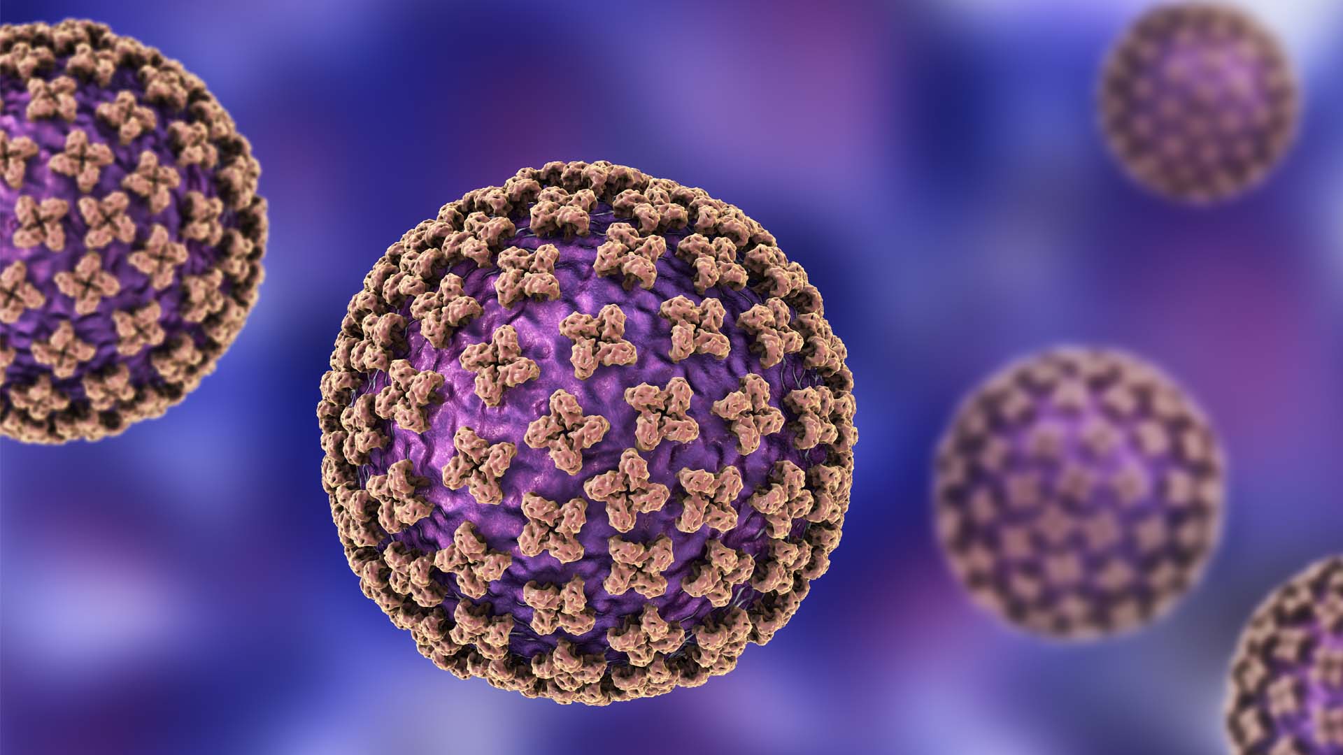 Human Antibody Broadly Protects Against Hantavirus Infection