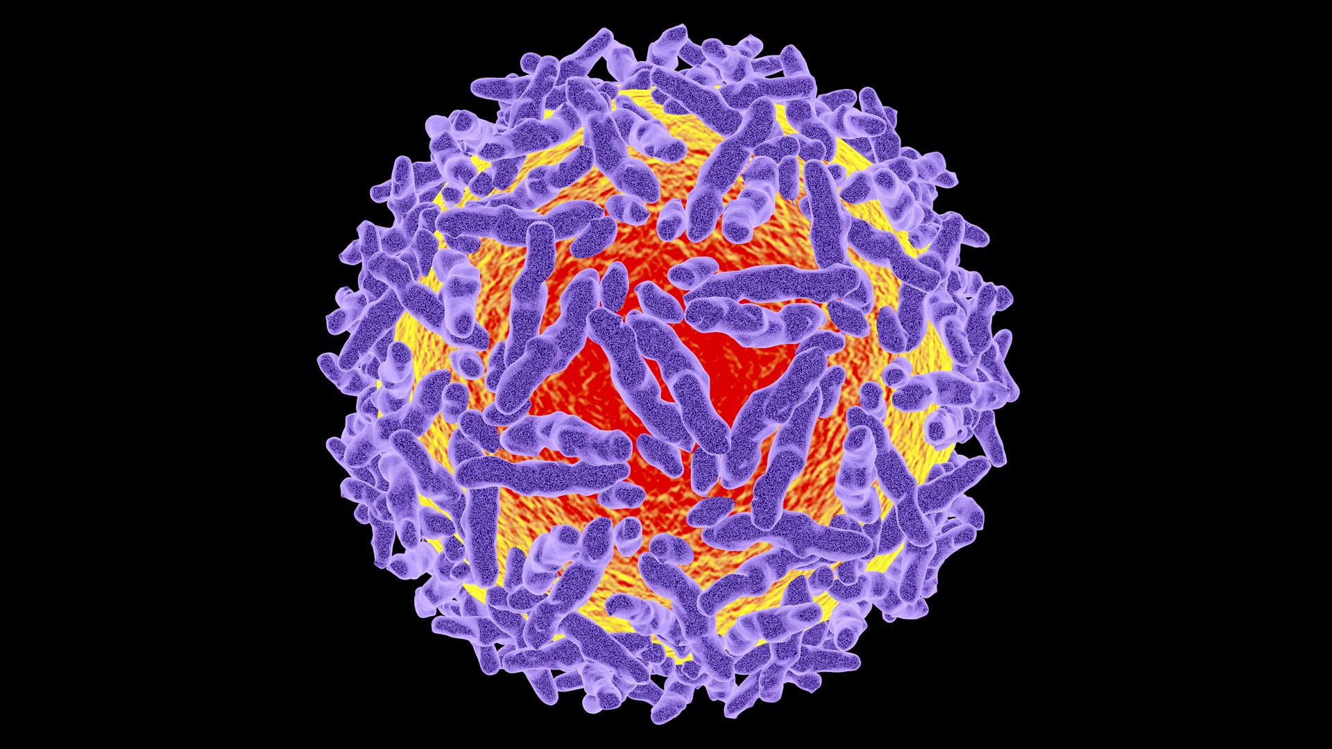 Insights into Alphavirus Replication