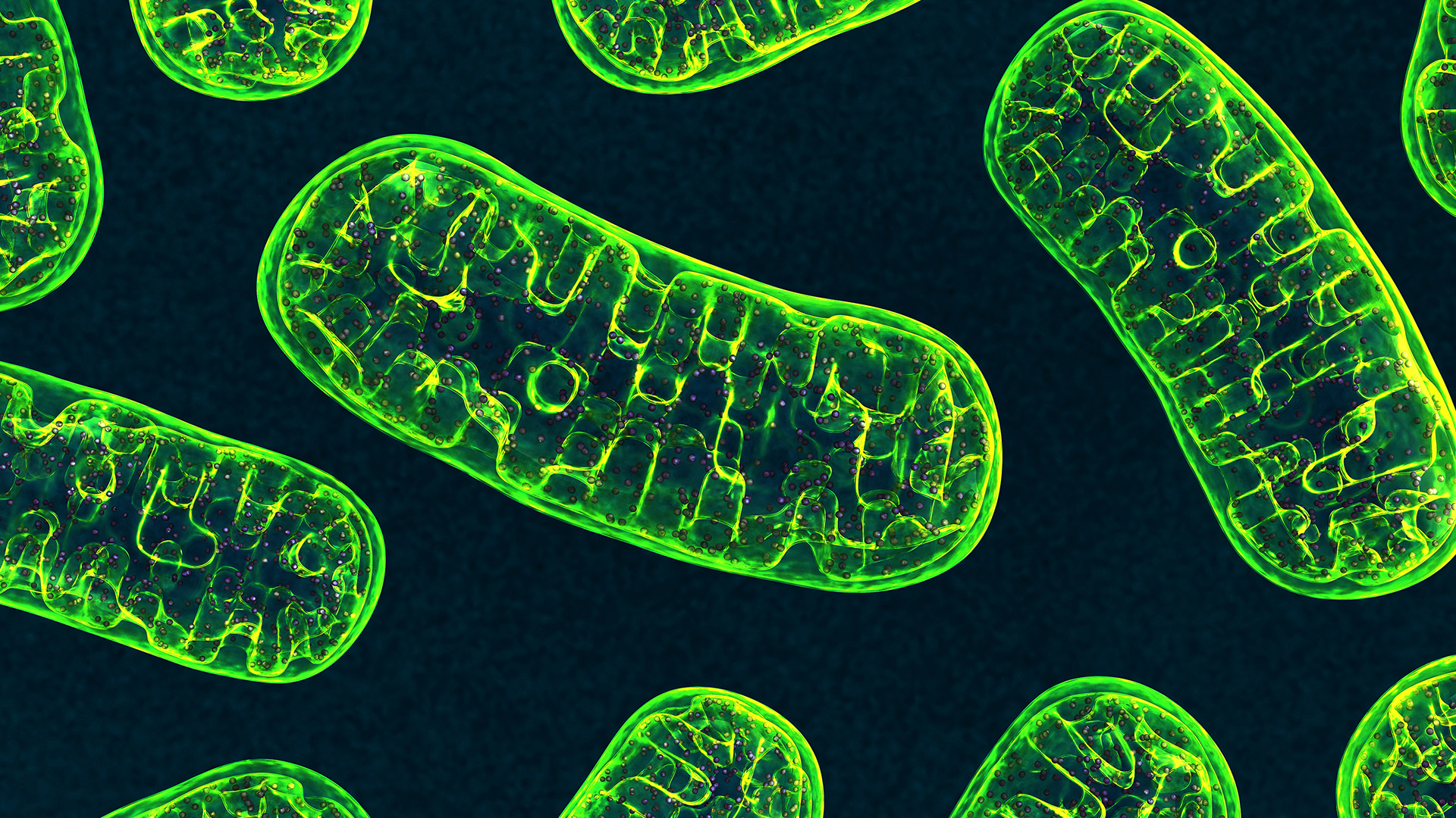 Unraveling the Role of a Key Mitochondrial Protein