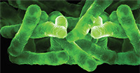 green-bacterium