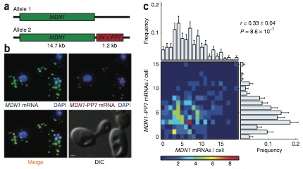 Correlation between transcripts from two alleles of a constitutively active gene, MDN1, in diploid cells.
