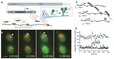 Real-time measurement of fluorescent RNA reveals transcription kinetics.