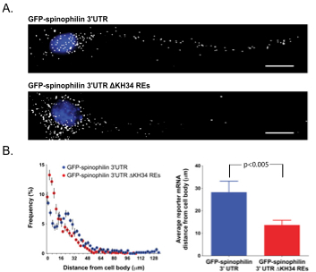 The ZBP1 KH34 REs are required for distal dendritic RNA transport.